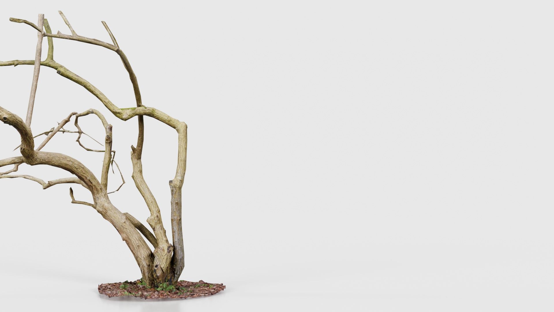 Cherry Tree Trunk Low-poly 3D model_22