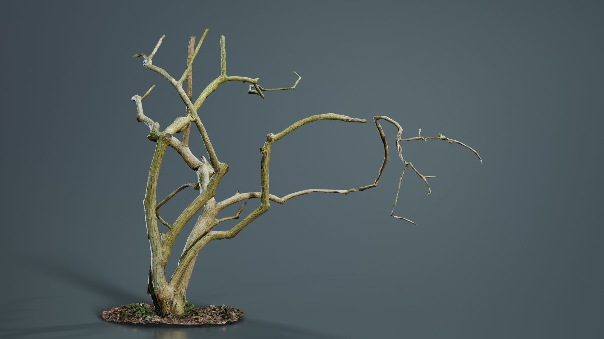 Cherry Tree Trunk Low-poly 3D model_3