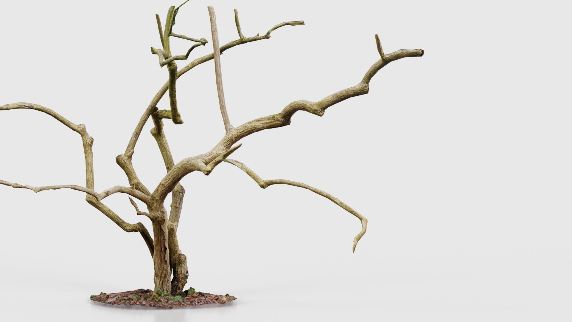 Cherry Tree Trunk Low-poly 3D model_25