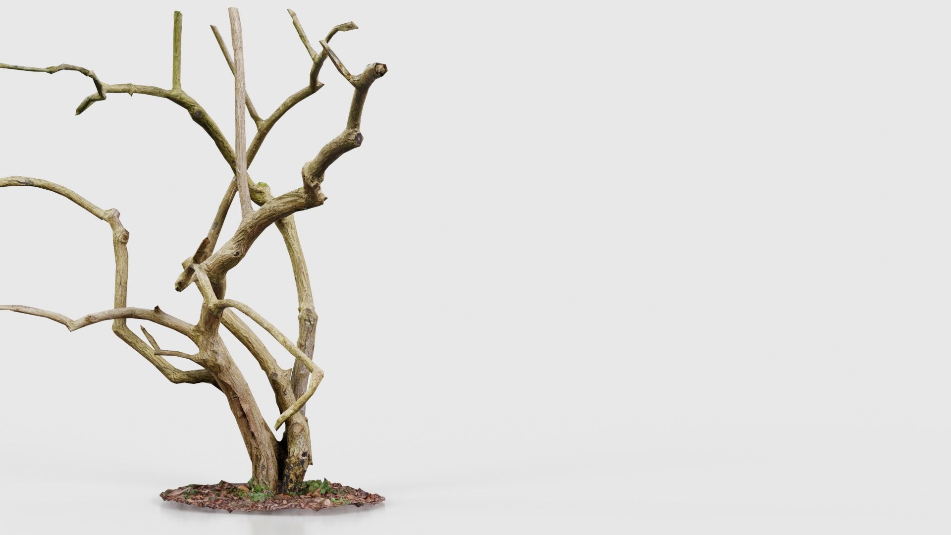 Cherry Tree Trunk Low-poly 3D model_24