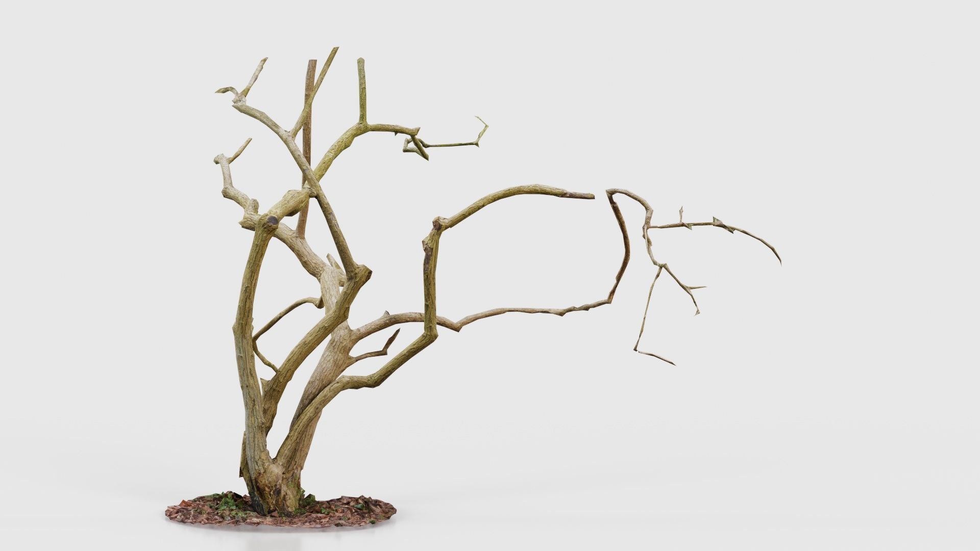 Cherry Tree Trunk Low-poly 3D model_18