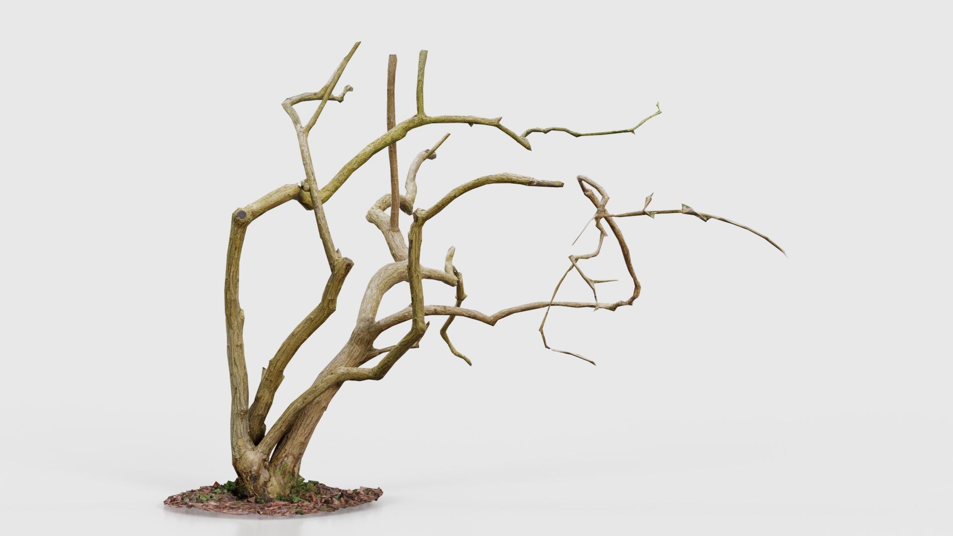 Cherry Tree Trunk Low-poly 3D model_17