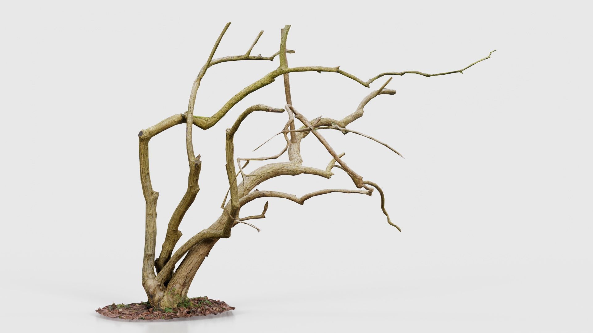 Cherry Tree Trunk Low-poly 3D model_16