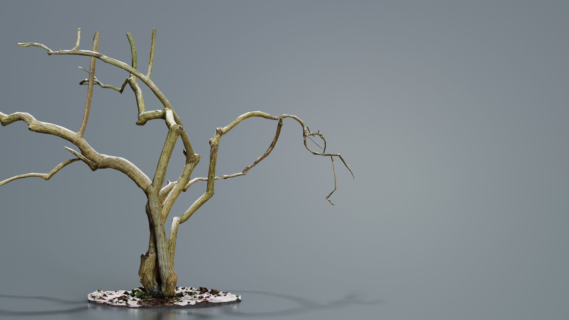 Cherry Tree Trunk Low-poly 3D model_7