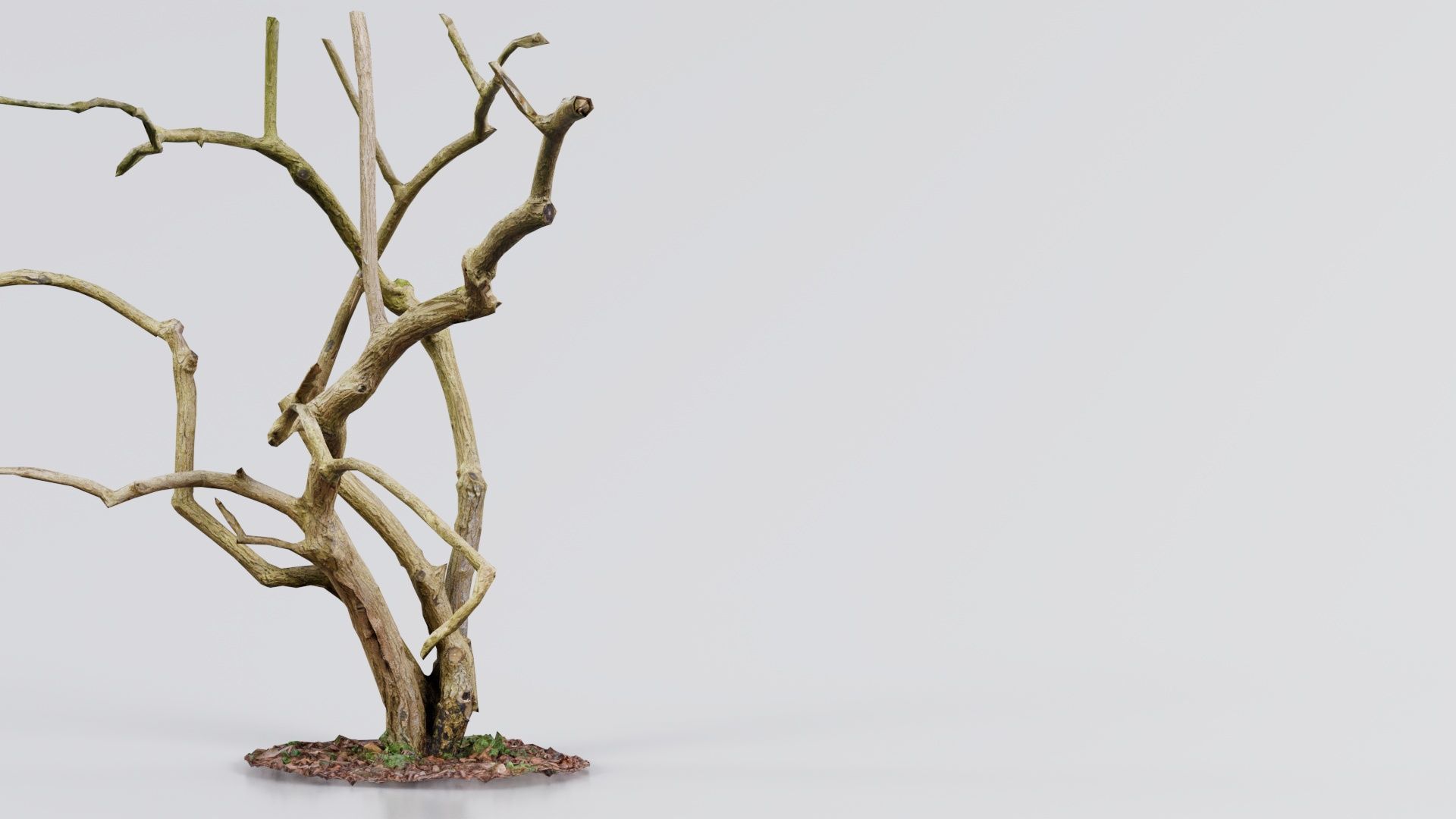 Cherry Tree Trunk Low-poly 3D model_2