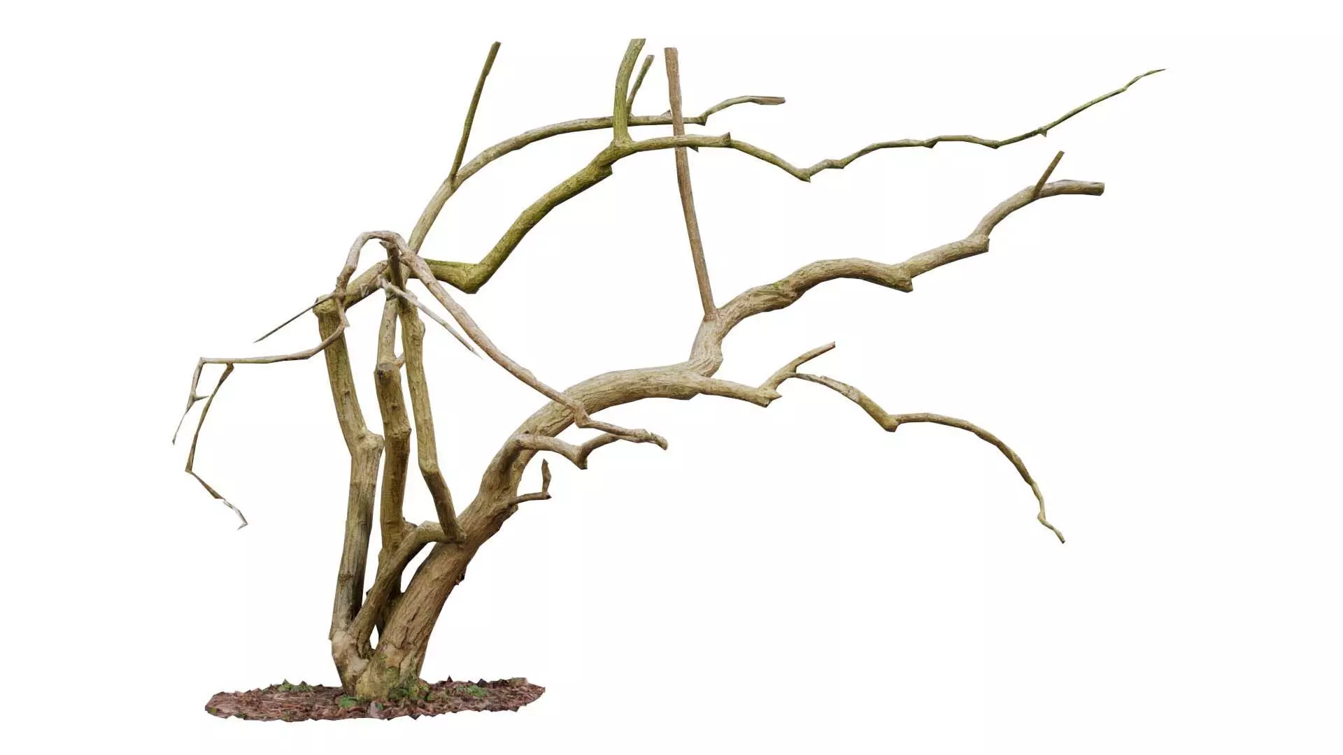 Cherry Tree Trunk Low-poly 3D model_0