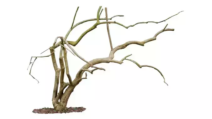 Cherry Tree Trunk Low-poly 3D model