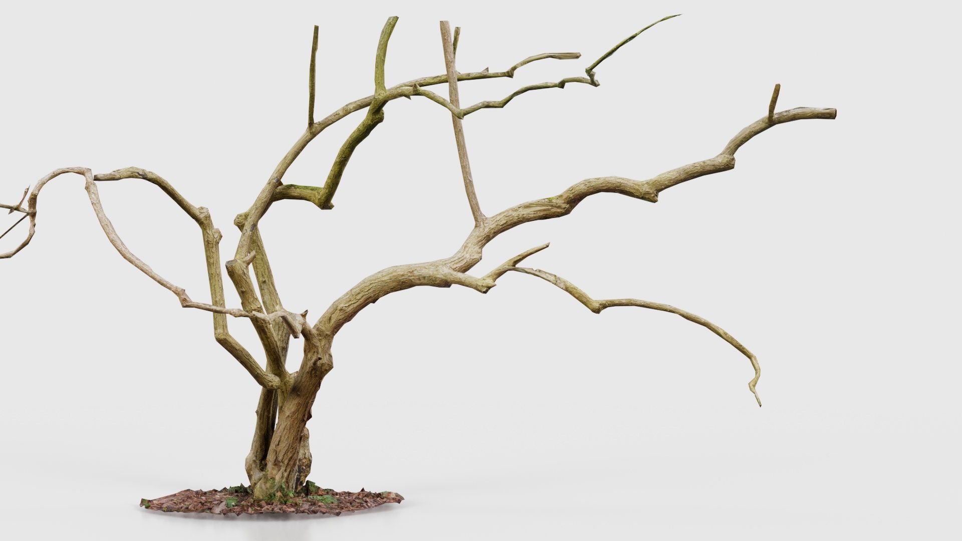 Cherry Tree Trunk Low-poly 3D model_26