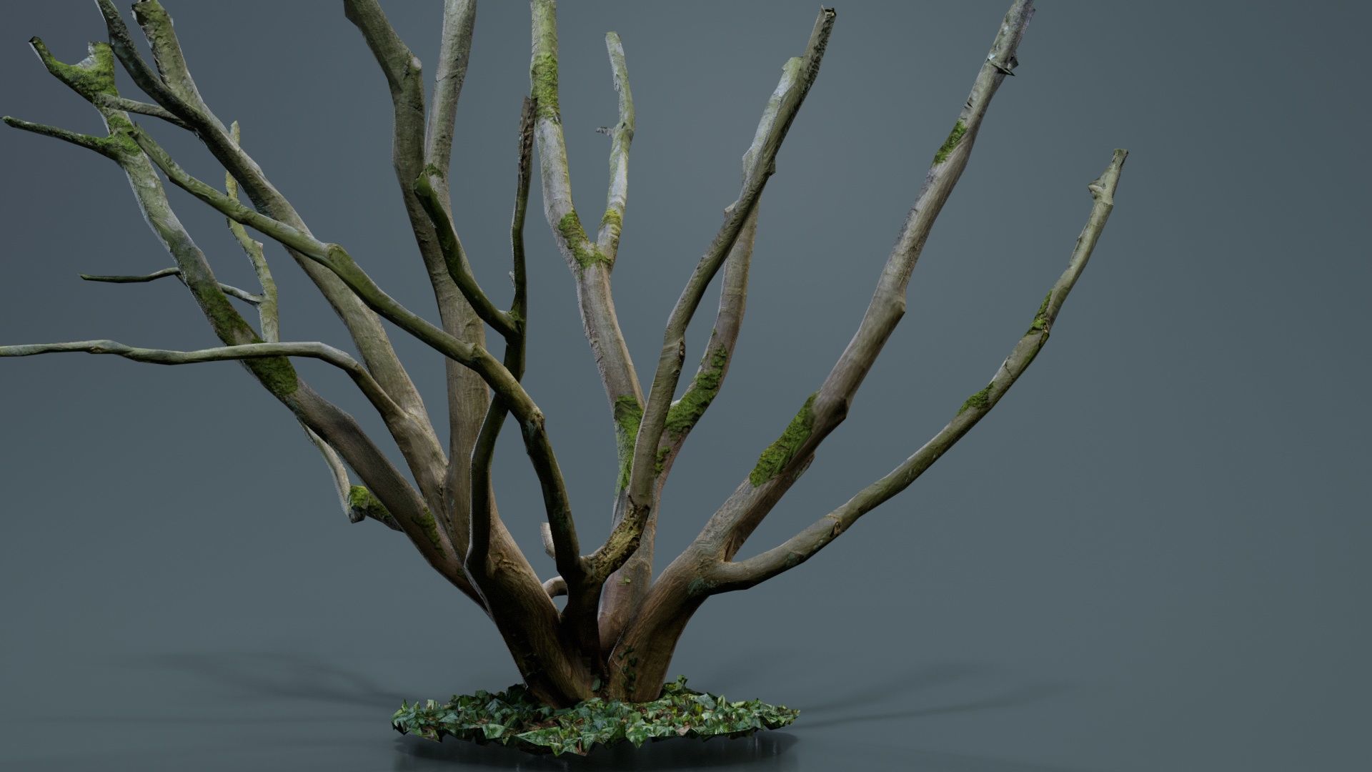 Curly Multy Trunk Tree Low-poly 3D model_5