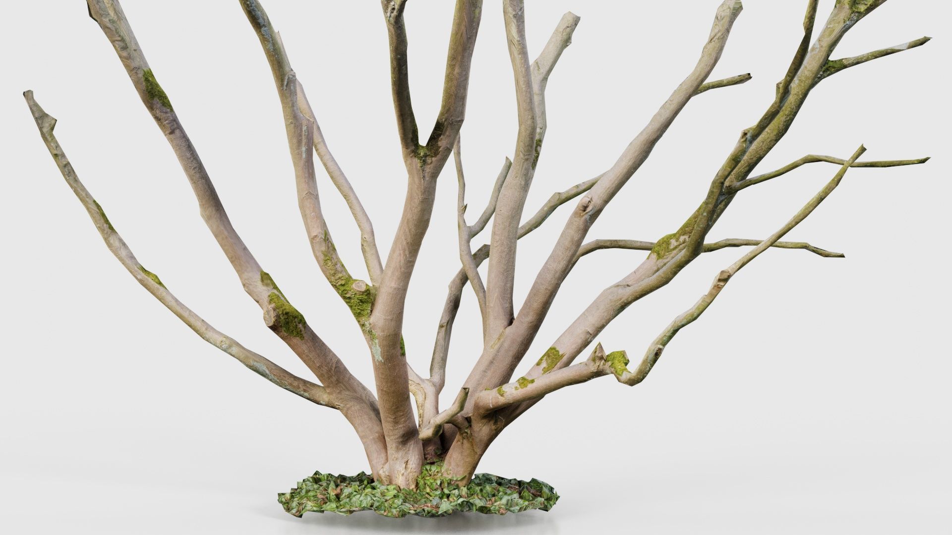 Curly Multy Trunk Tree Low-poly 3D model_24
