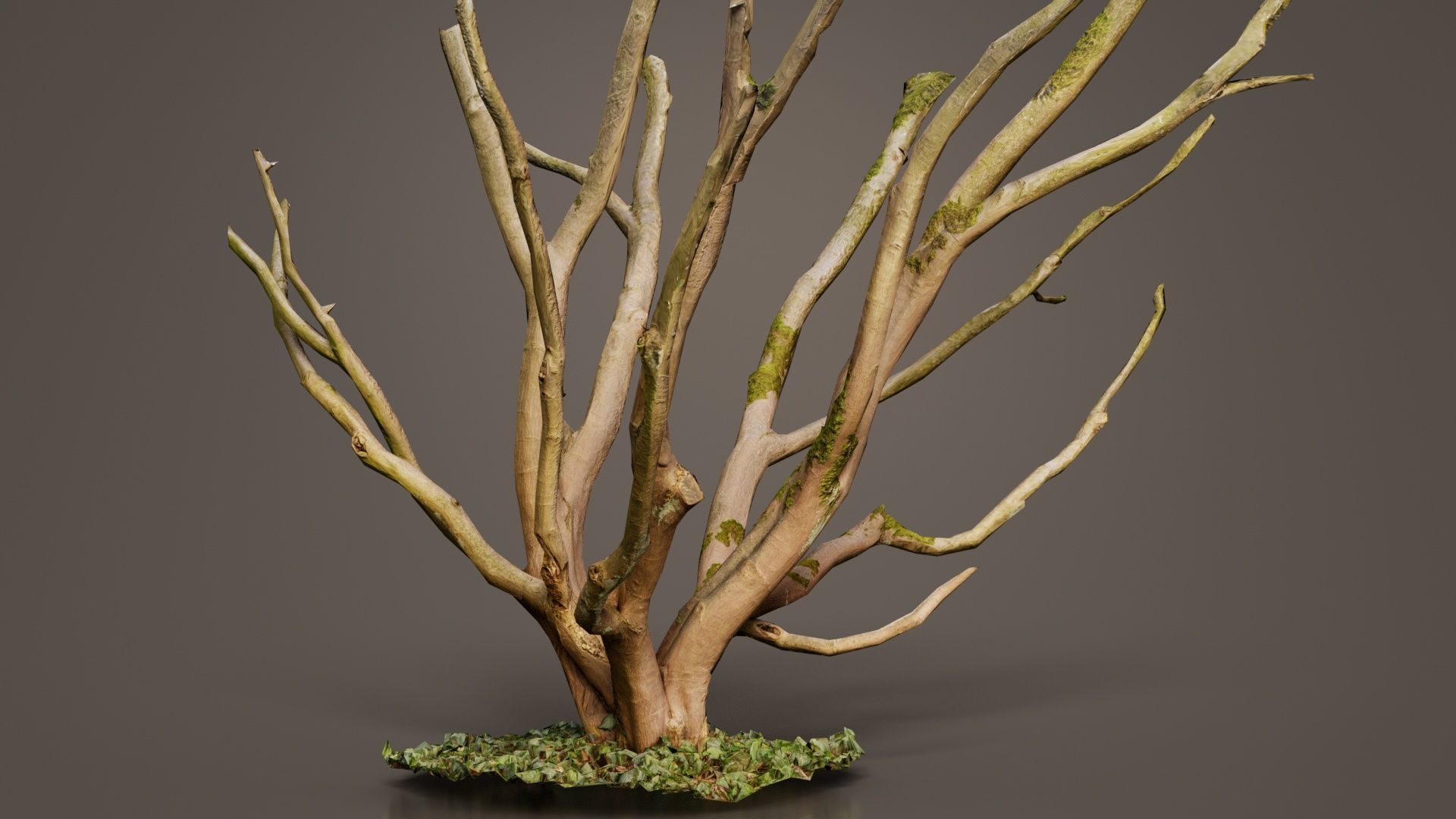 Curly Multy Trunk Tree Low-poly 3D model_3