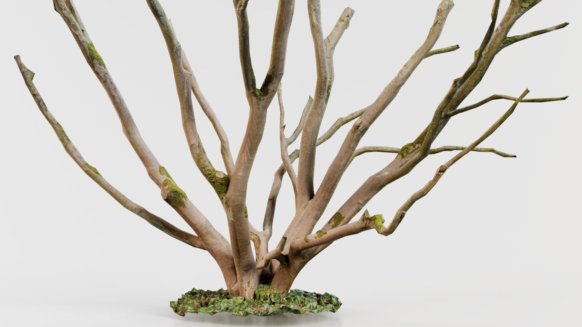 Curly Multy Trunk Tree Low-poly 3D model_6