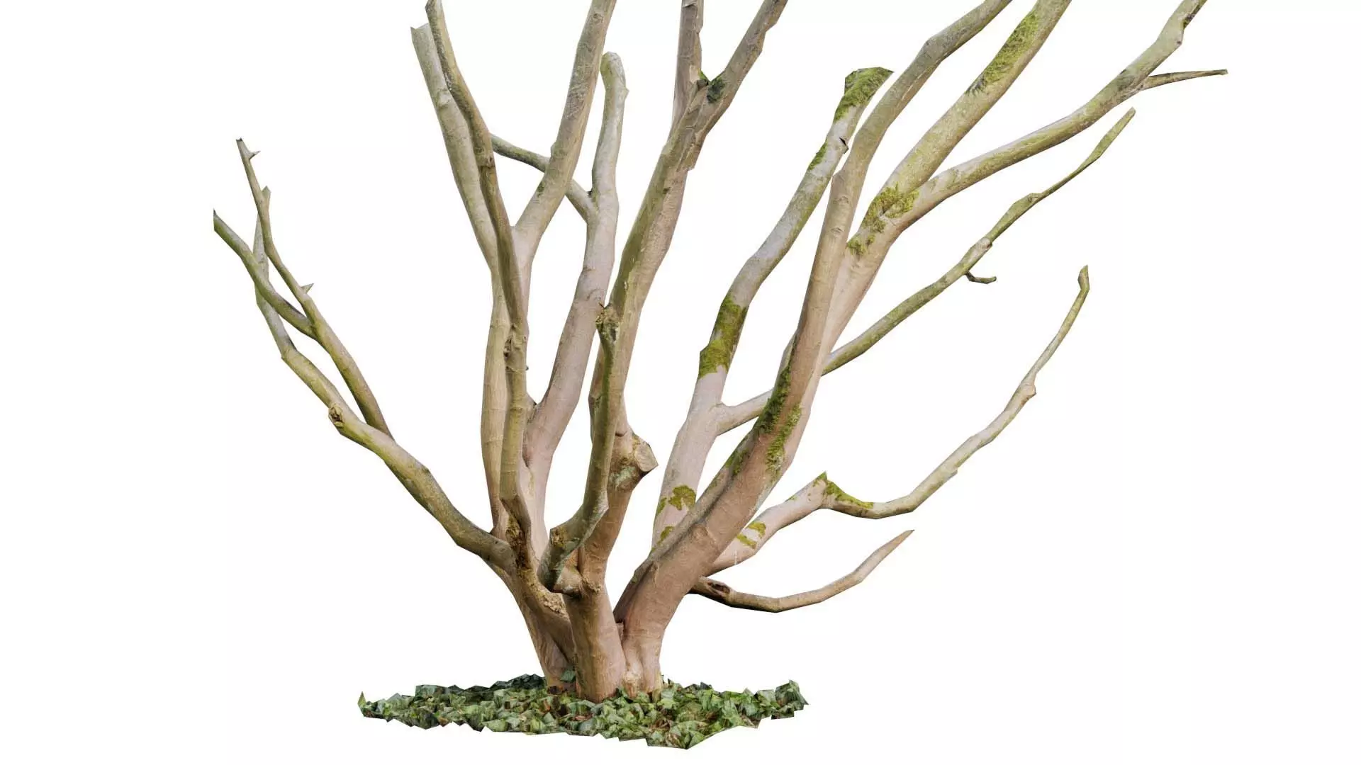 Curly Multy Trunk Tree Low-poly 3D model_0