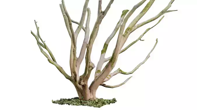 Curly Multy Trunk Tree Low-poly 3D model