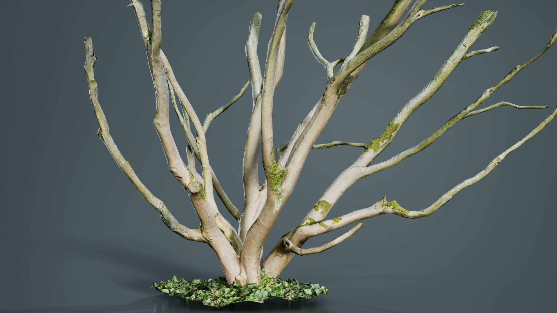 Curly Multy Trunk Tree Low-poly 3D model_2