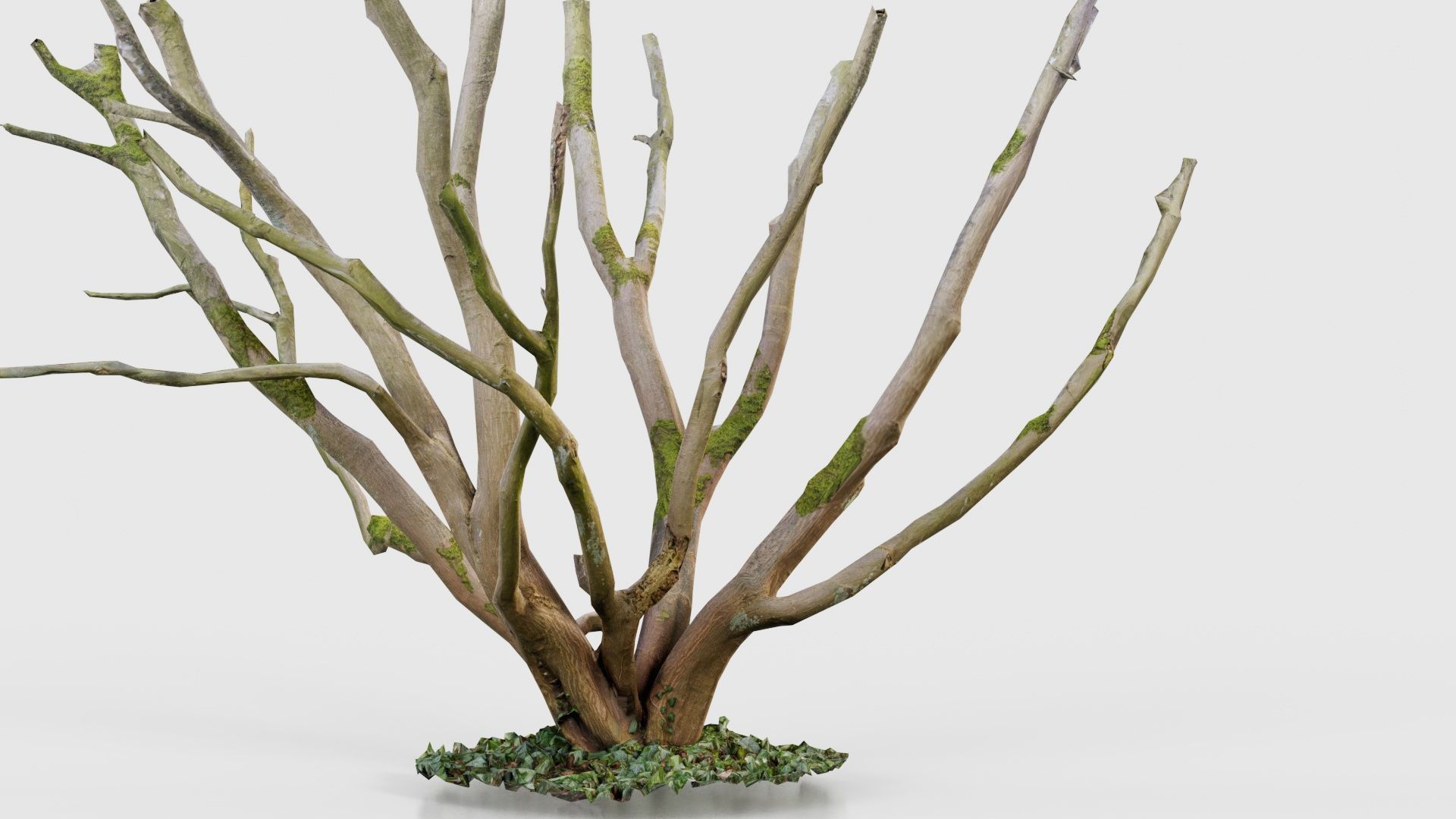 Curly Multy Trunk Tree Low-poly 3D model_18