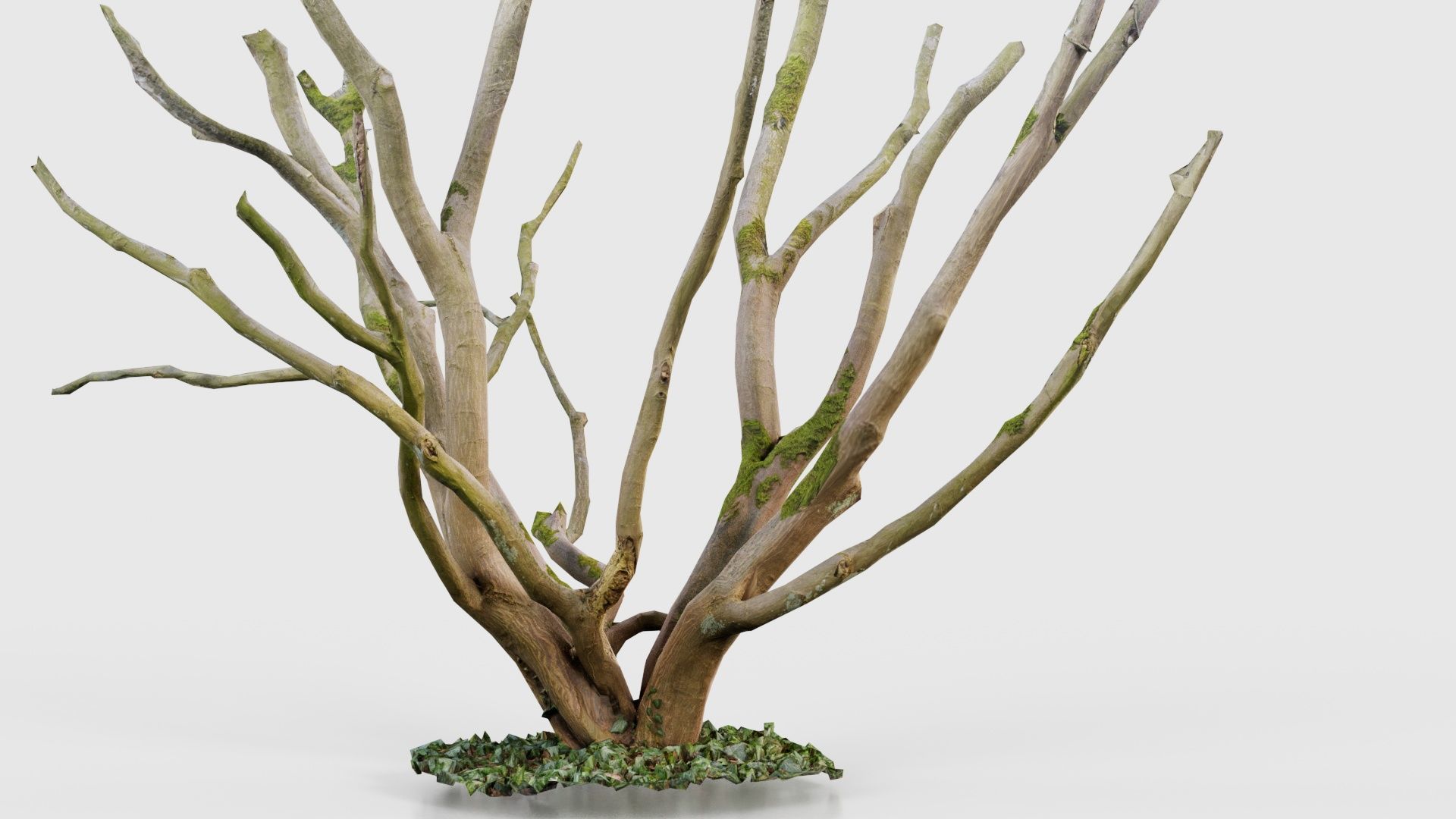 Curly Multy Trunk Tree Low-poly 3D model_17