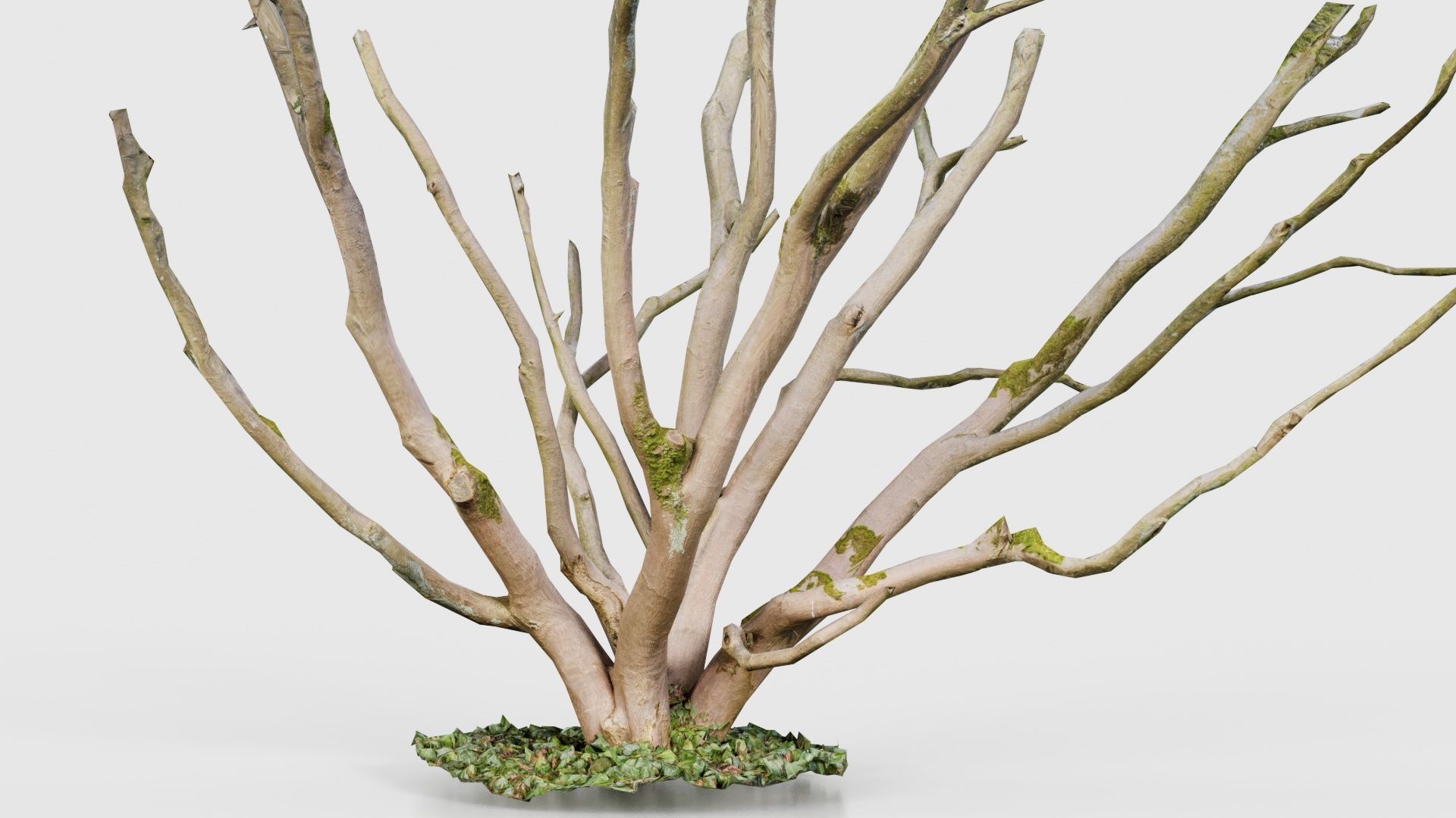 Curly Multy Trunk Tree Low-poly 3D model_25
