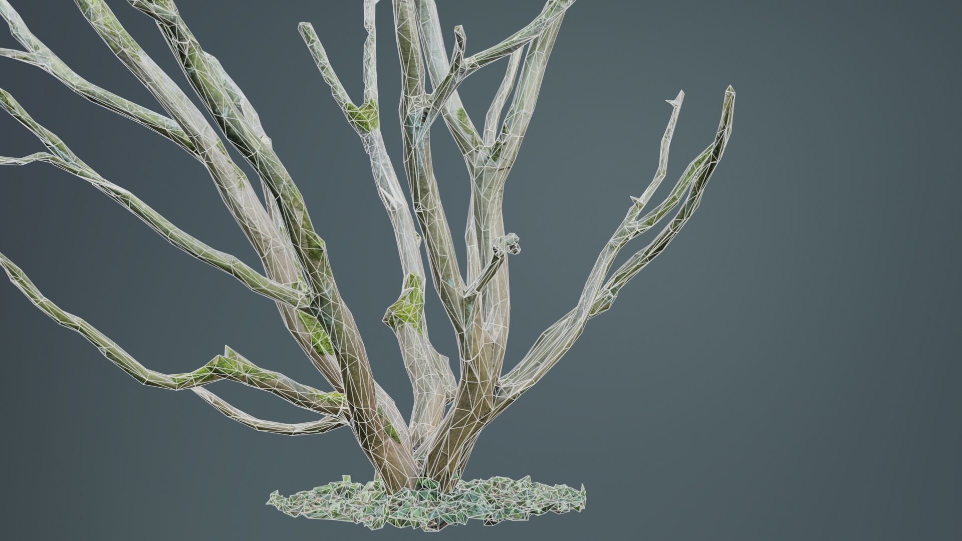 Curly Multy Trunk Tree Low-poly 3D model_10