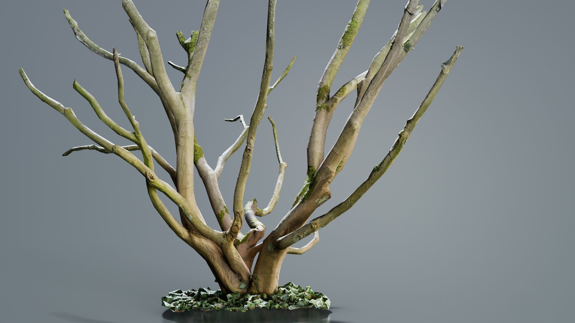 Curly Multy Trunk Tree Low-poly 3D model_1