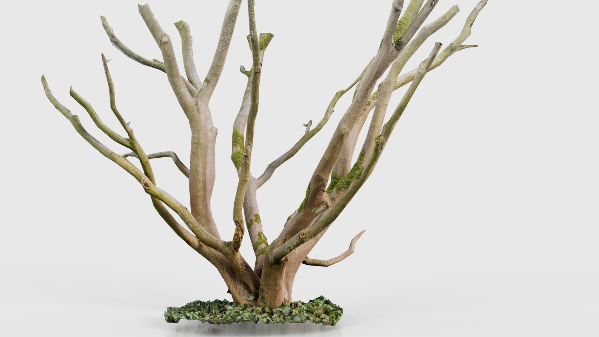 Curly Multy Trunk Tree Low-poly 3D model_16