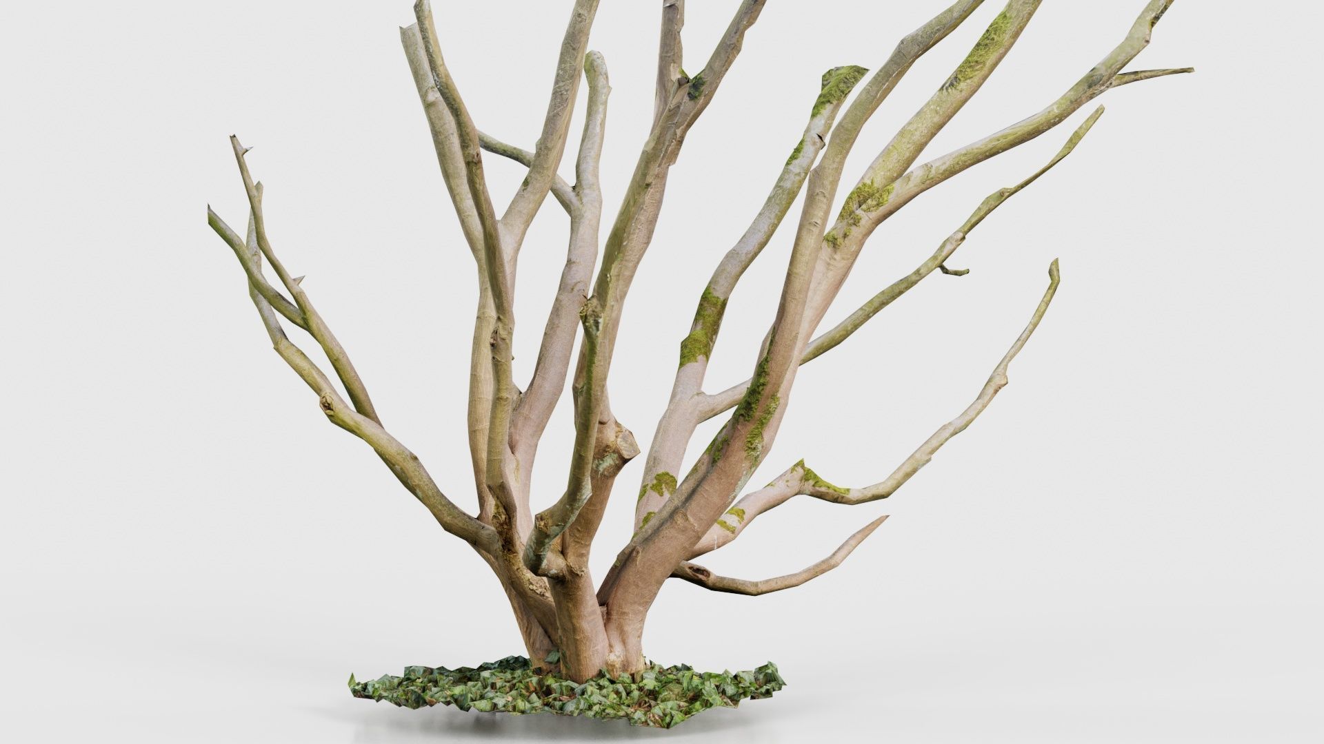 Curly Multy Trunk Tree Low-poly 3D model_15