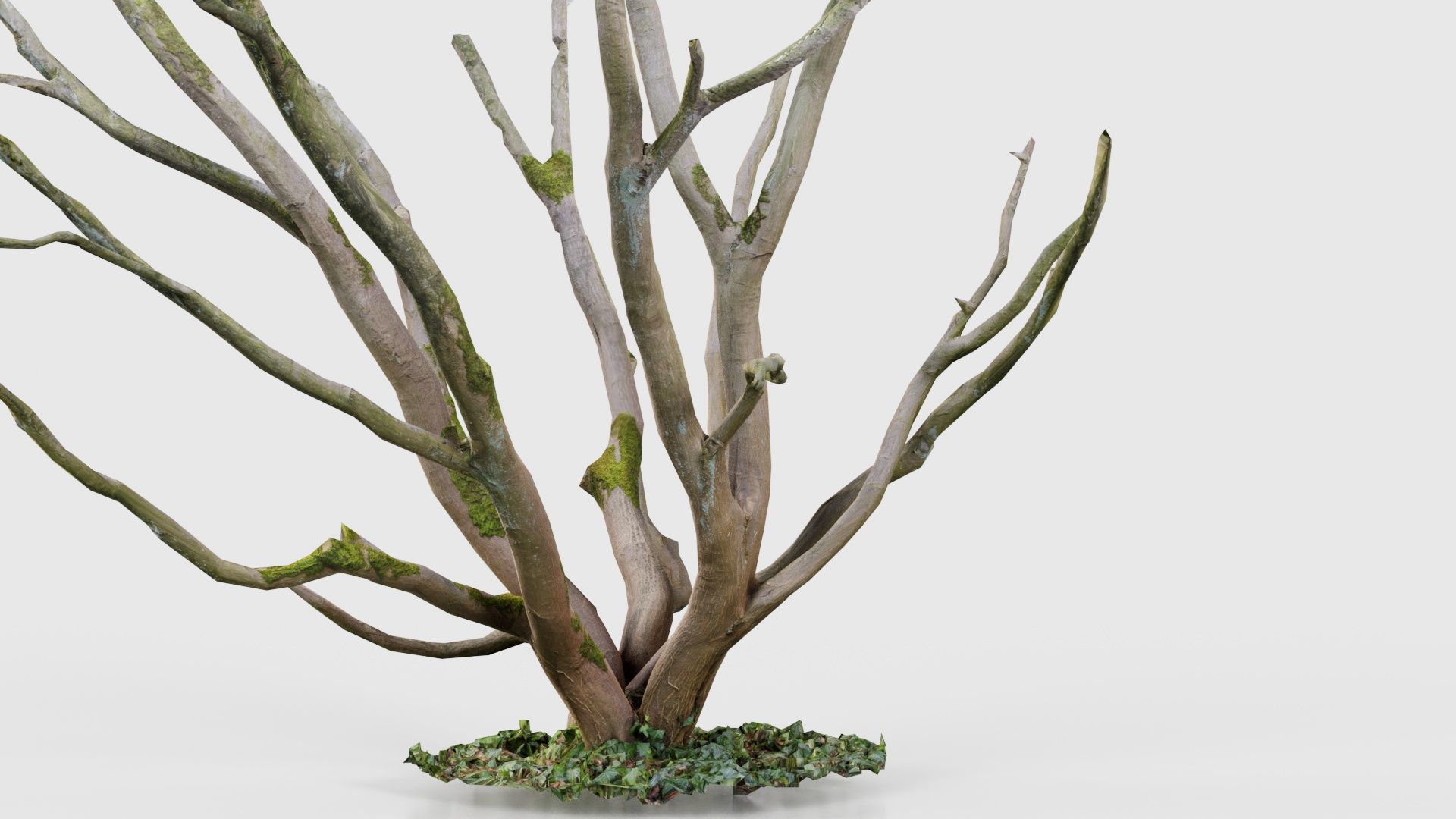 Curly Multy Trunk Tree Low-poly 3D model_21