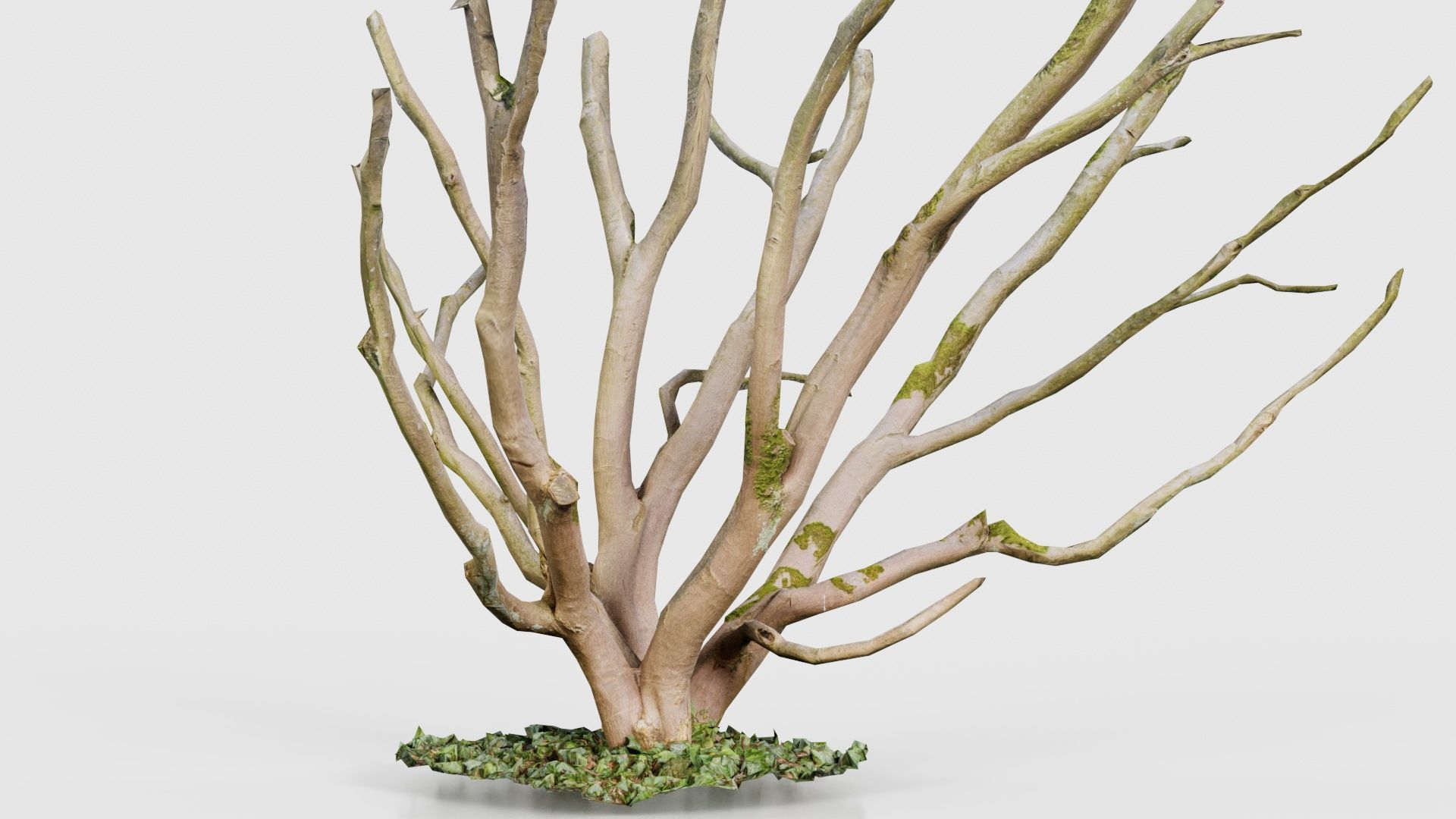 Curly Multy Trunk Tree Low-poly 3D model_26