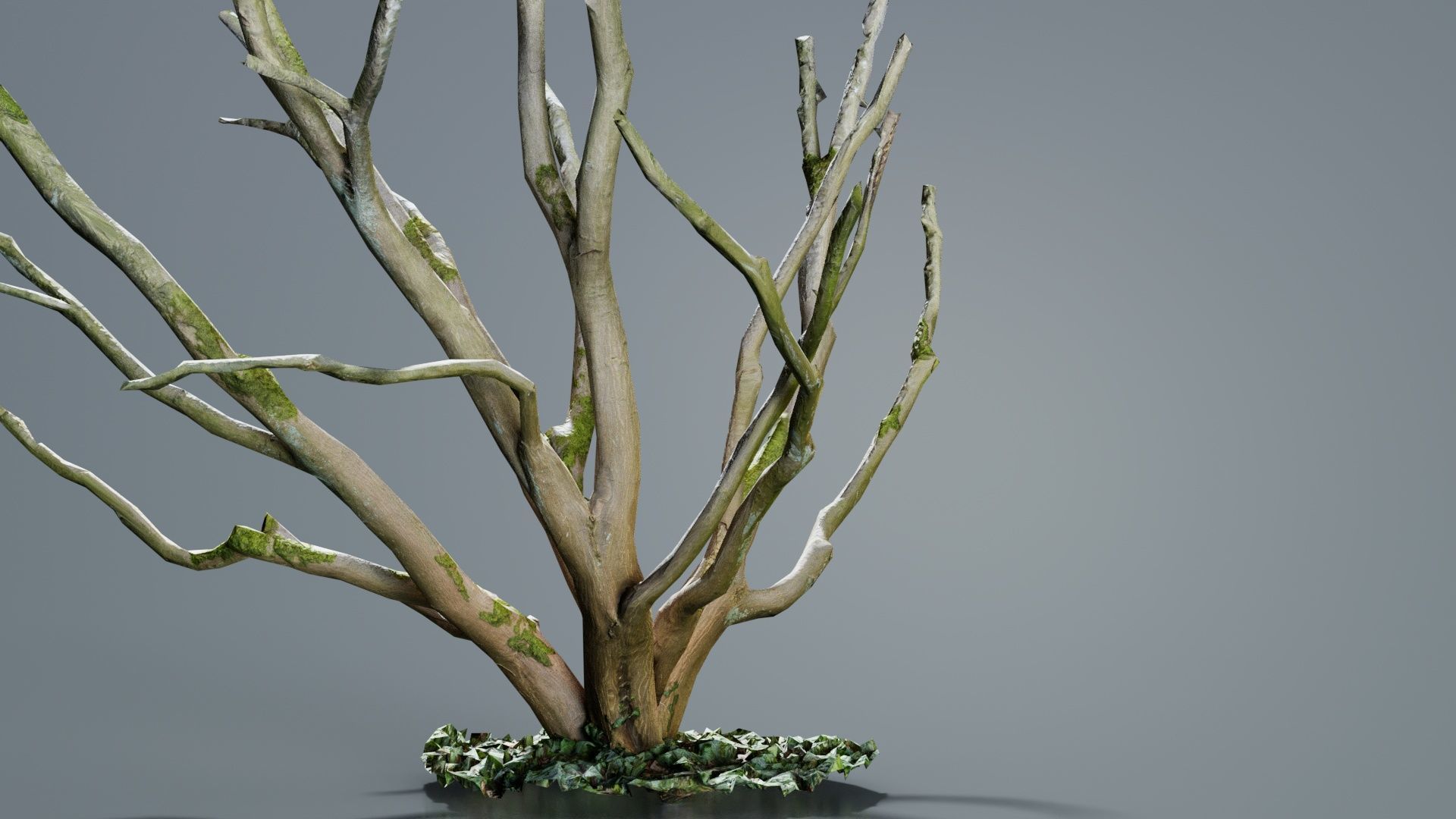 Curly Multy Trunk Tree Low-poly 3D model_8