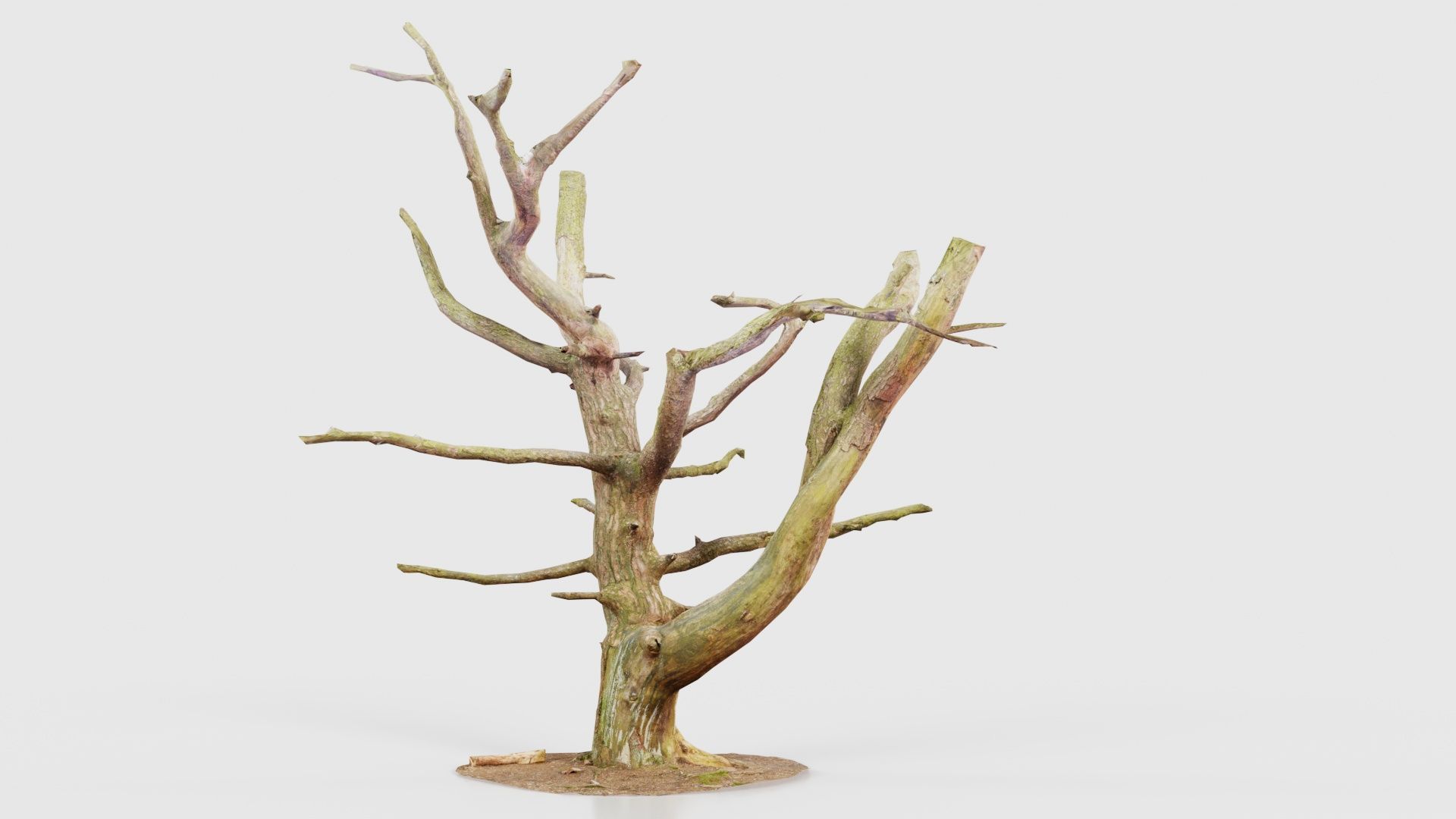 Dancing Tree Trunk Low-poly 3D model_26