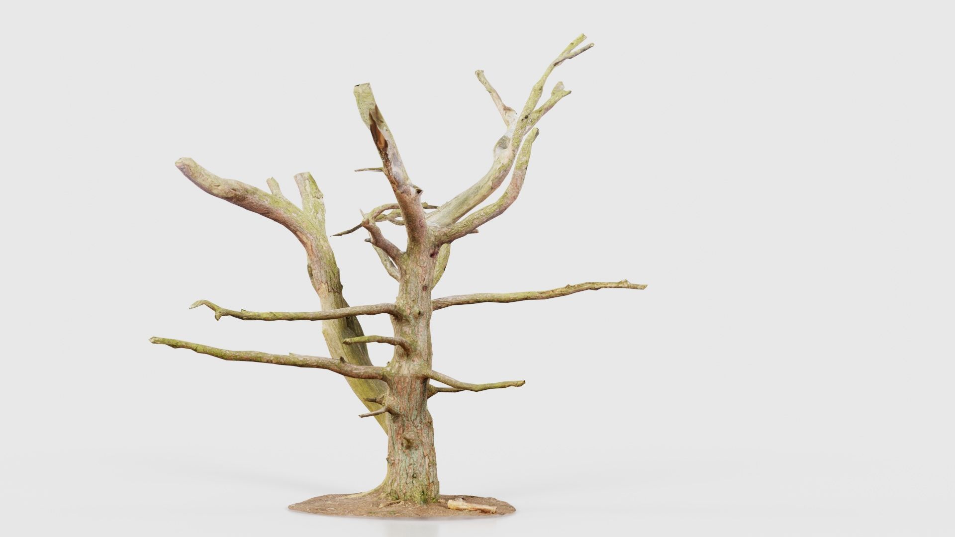 Dancing Tree Trunk Low-poly 3D model_19