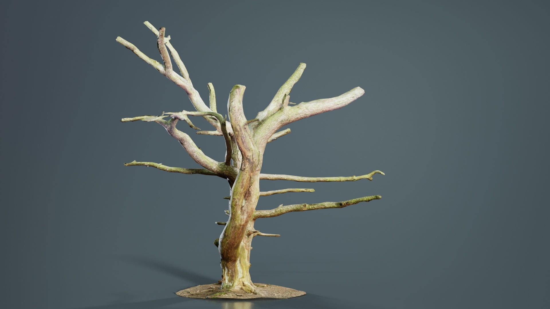 Dancing Tree Trunk Low-poly 3D model_4