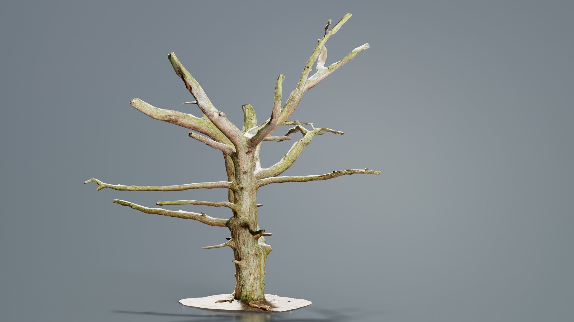 Dancing Tree Trunk Low-poly 3D model_1