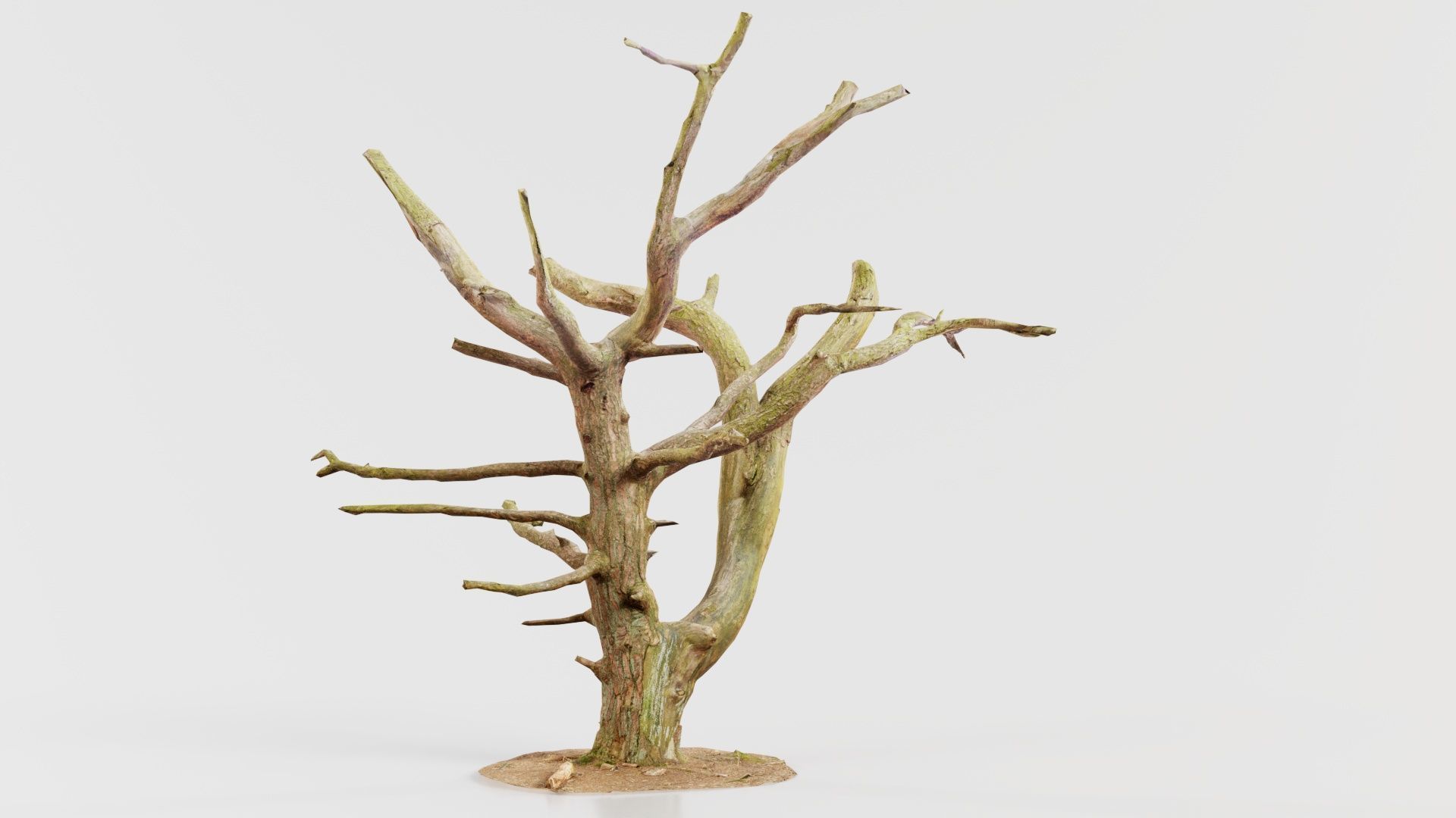 Dancing Tree Trunk Low-poly 3D model_6