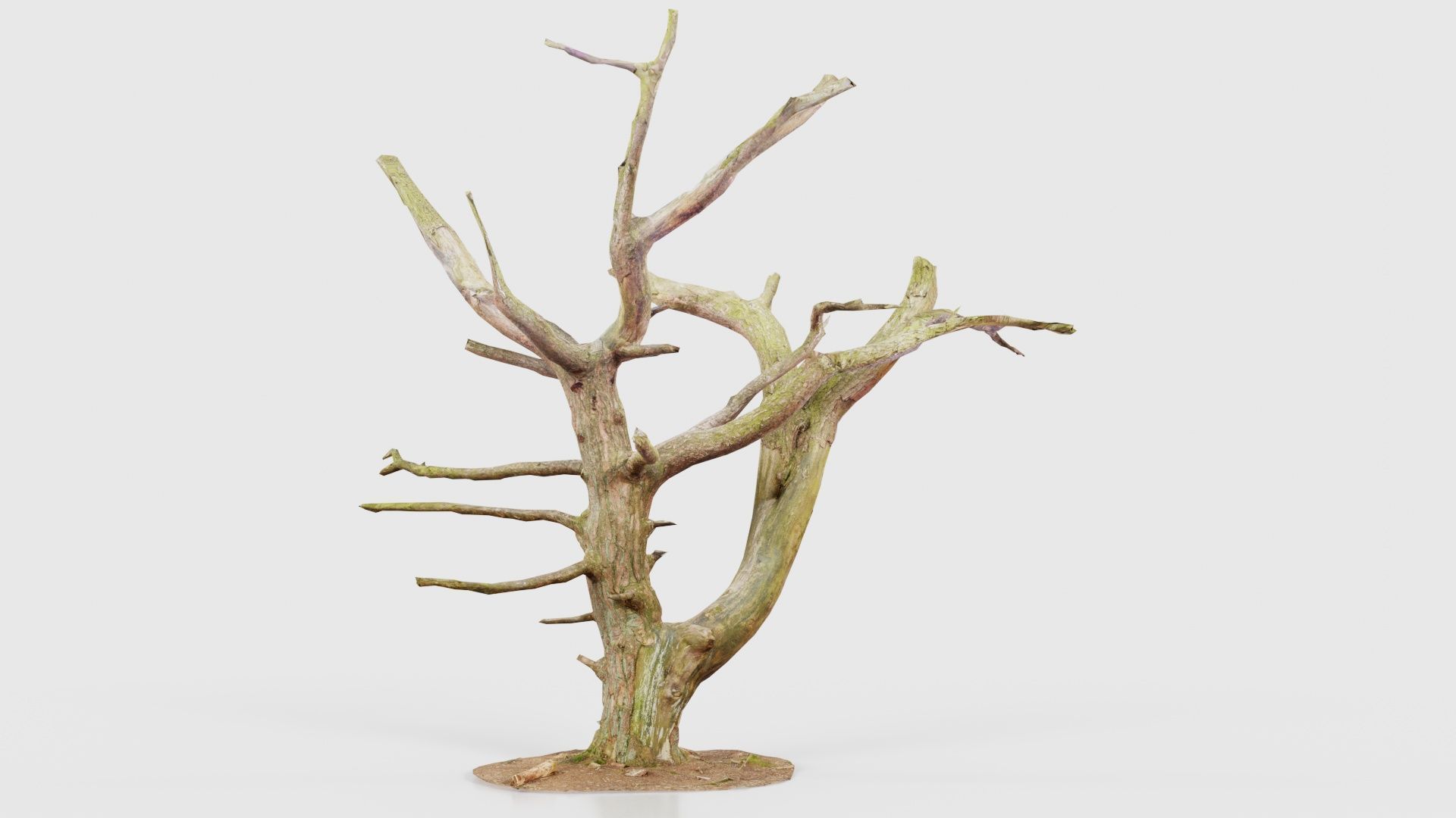 Dancing Tree Trunk Low-poly 3D model_16