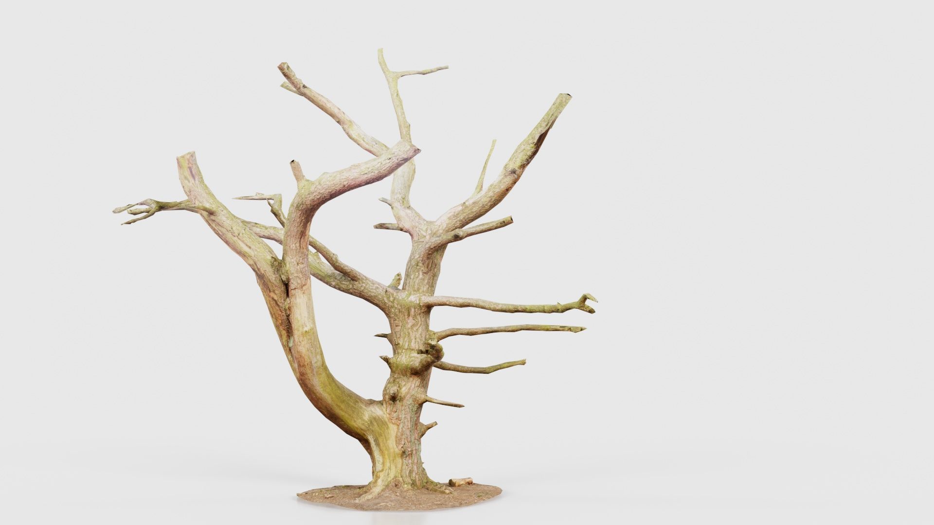 Dancing Tree Trunk Low-poly 3D model_22