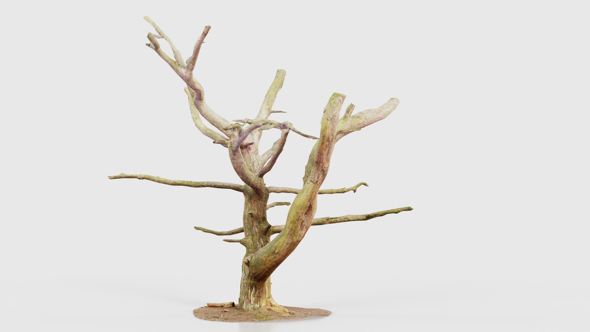 Dancing Tree Trunk Low-poly 3D model_25