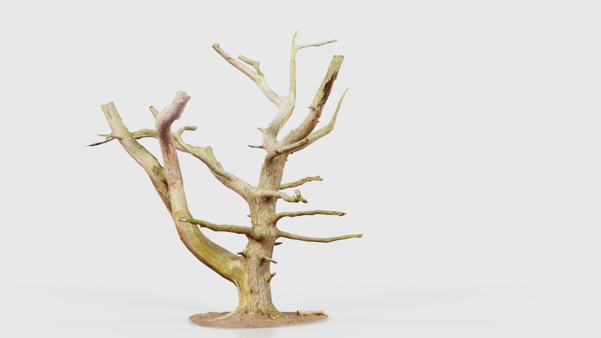 Dancing Tree Trunk Low-poly 3D model_21