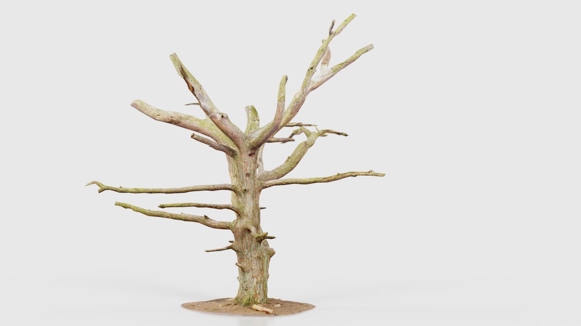 Dancing Tree Trunk Low-poly 3D model_18