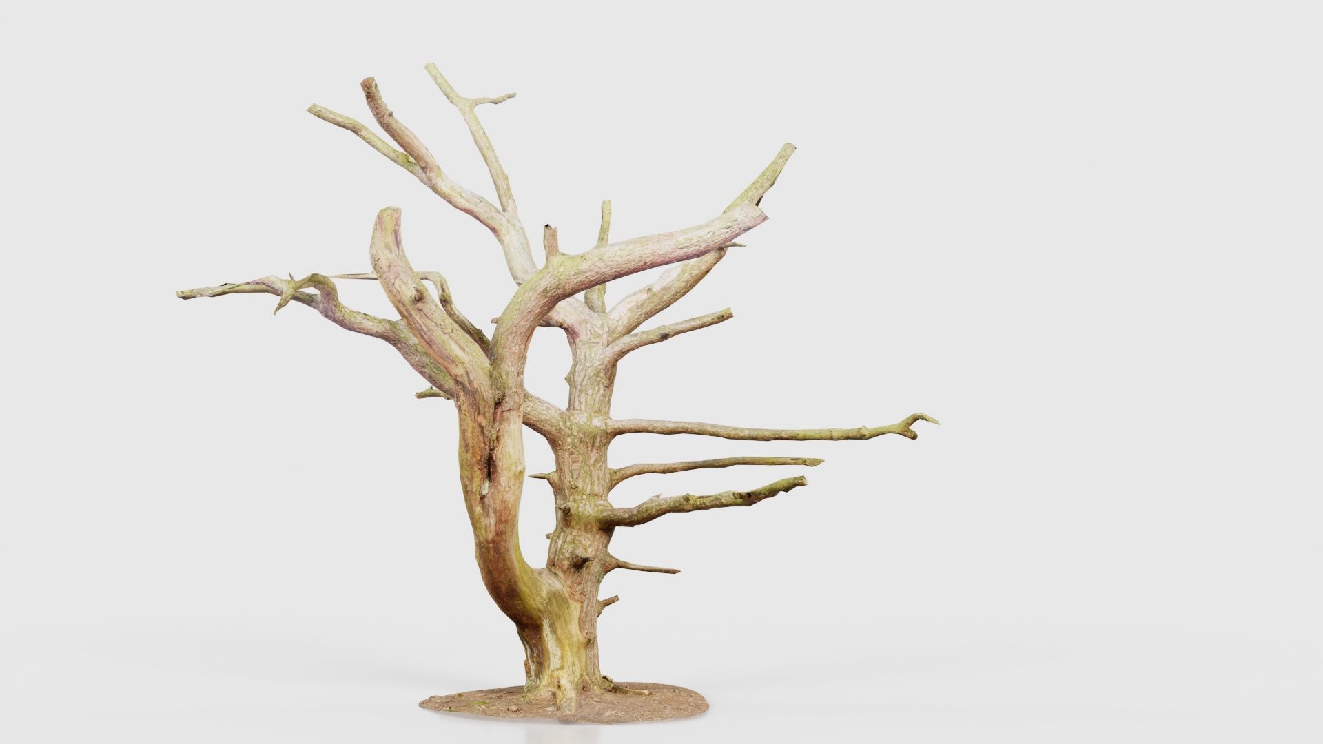 Dancing Tree Trunk Low-poly 3D model_23