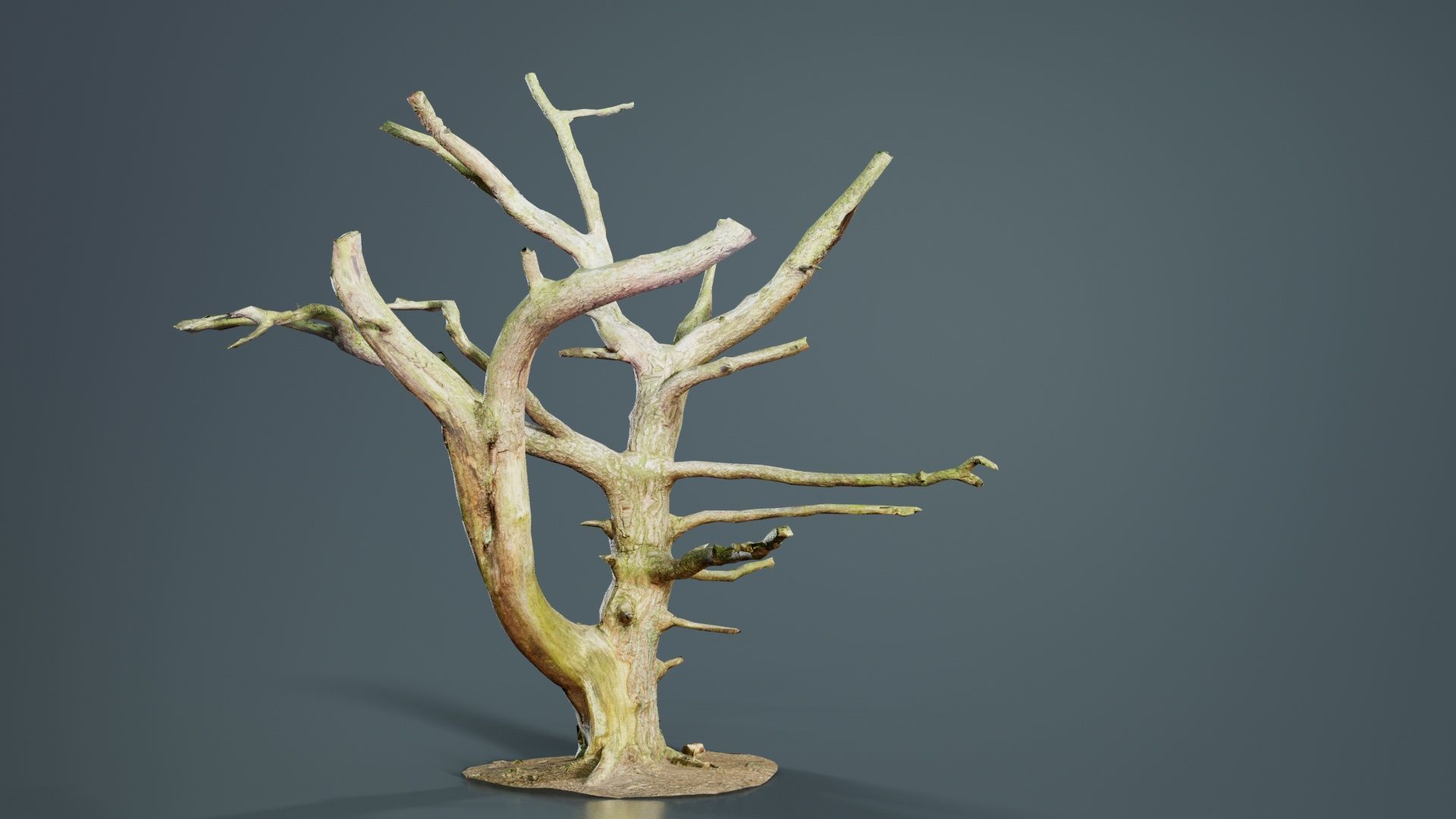 Dancing Tree Trunk Low-poly 3D model_3