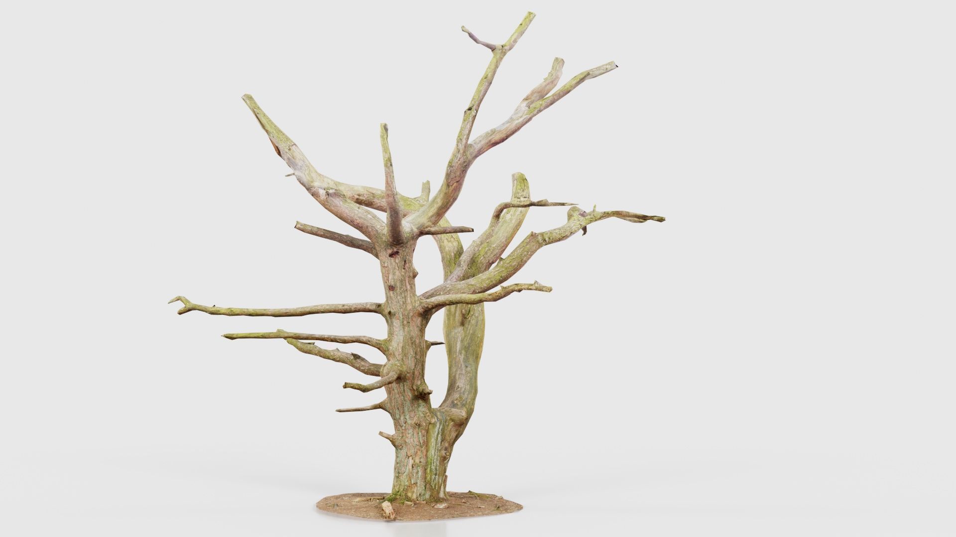 Dancing Tree Trunk Low-poly 3D model_17