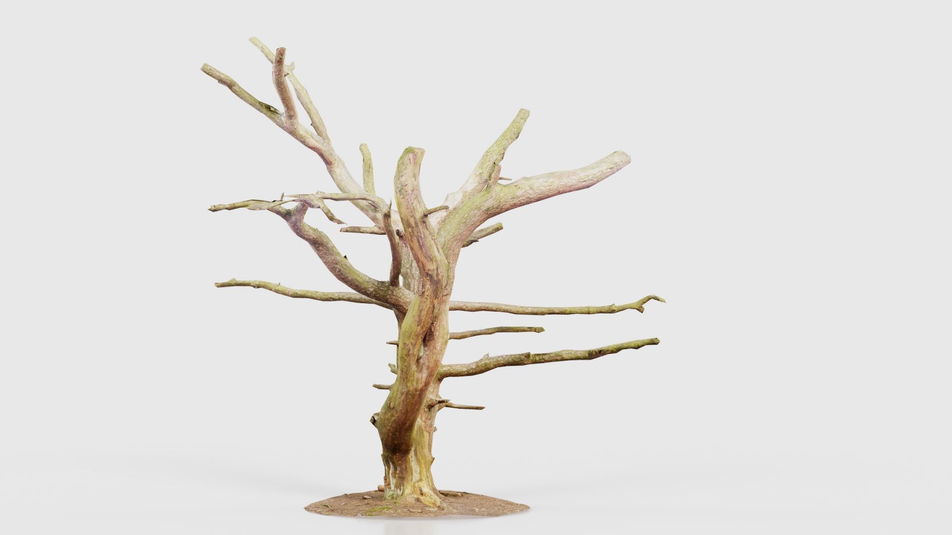 Dancing Tree Trunk Low-poly 3D model_24