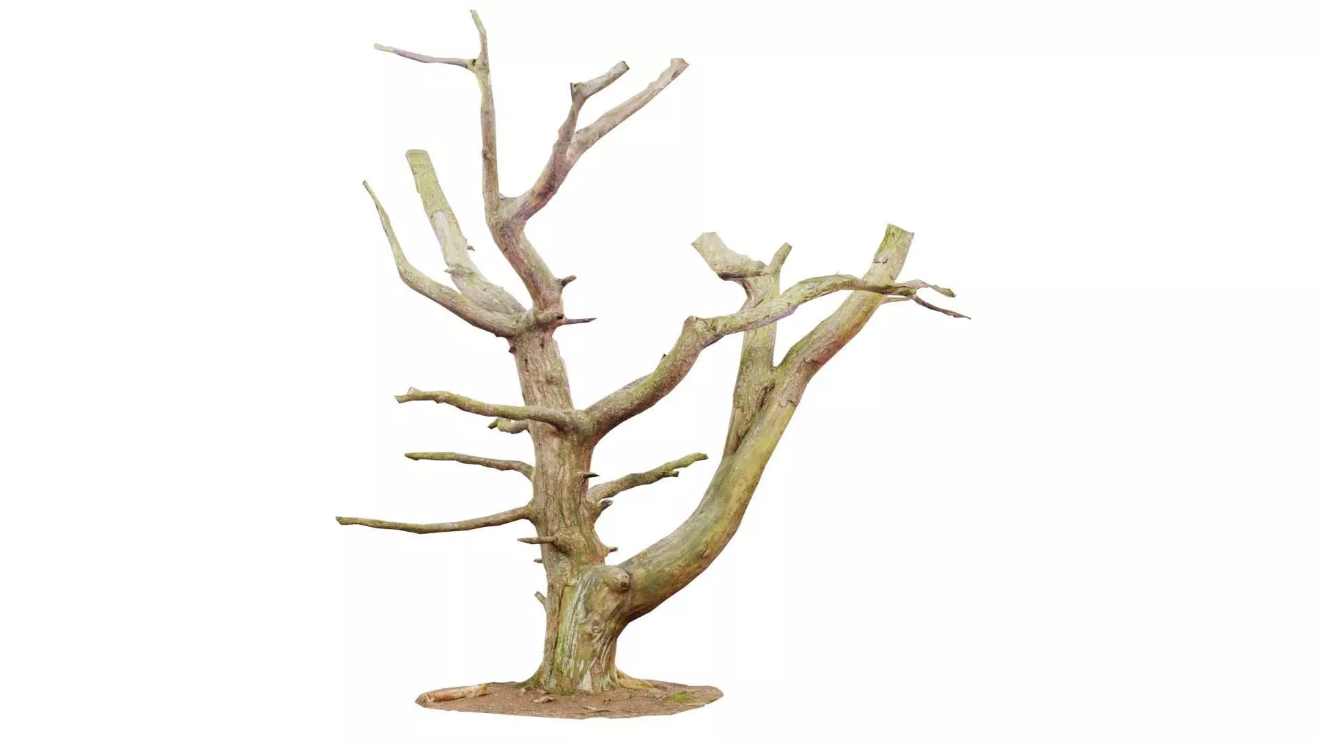 Dancing Tree Trunk Low-poly 3D model_0