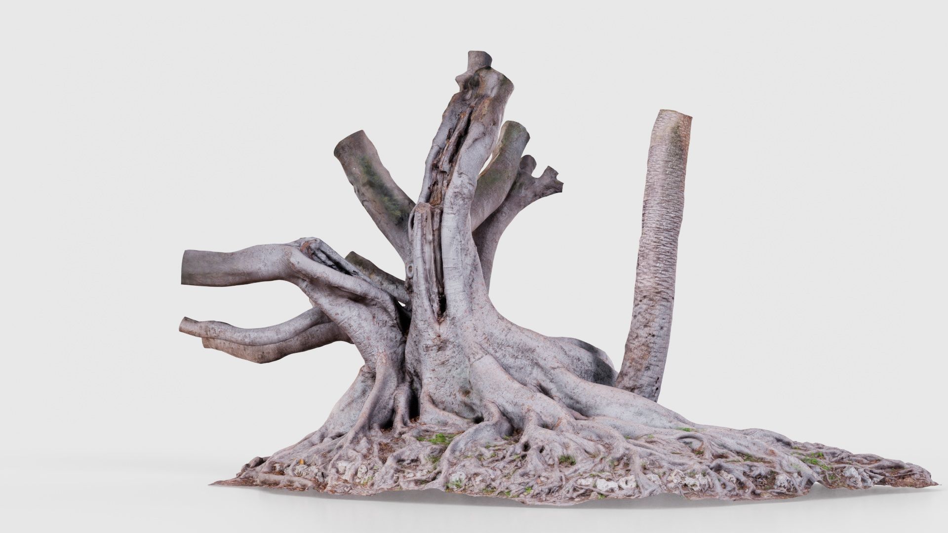 Fig Tree Trunk Low-poly 3D model_20