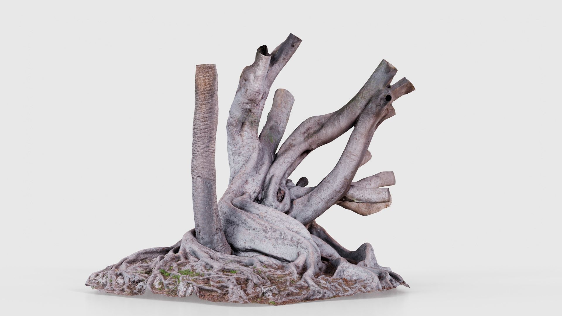 Fig Tree Trunk Low-poly 3D model_17