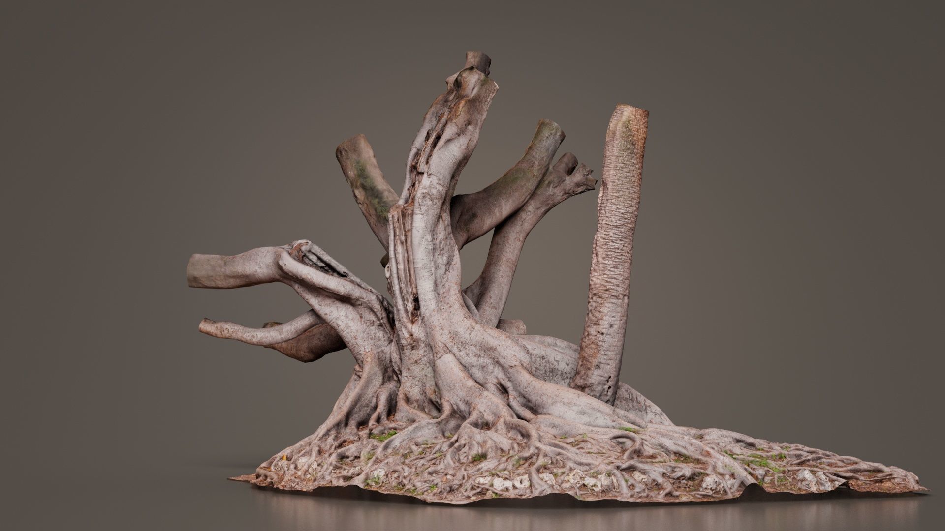 Fig Tree Trunk Low-poly 3D model_4