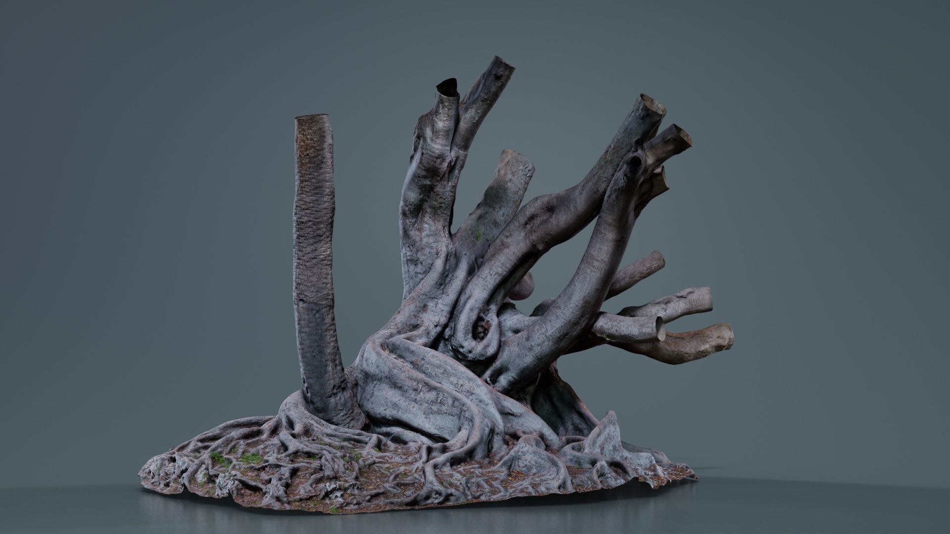 Fig Tree Trunk Low-poly 3D model_8