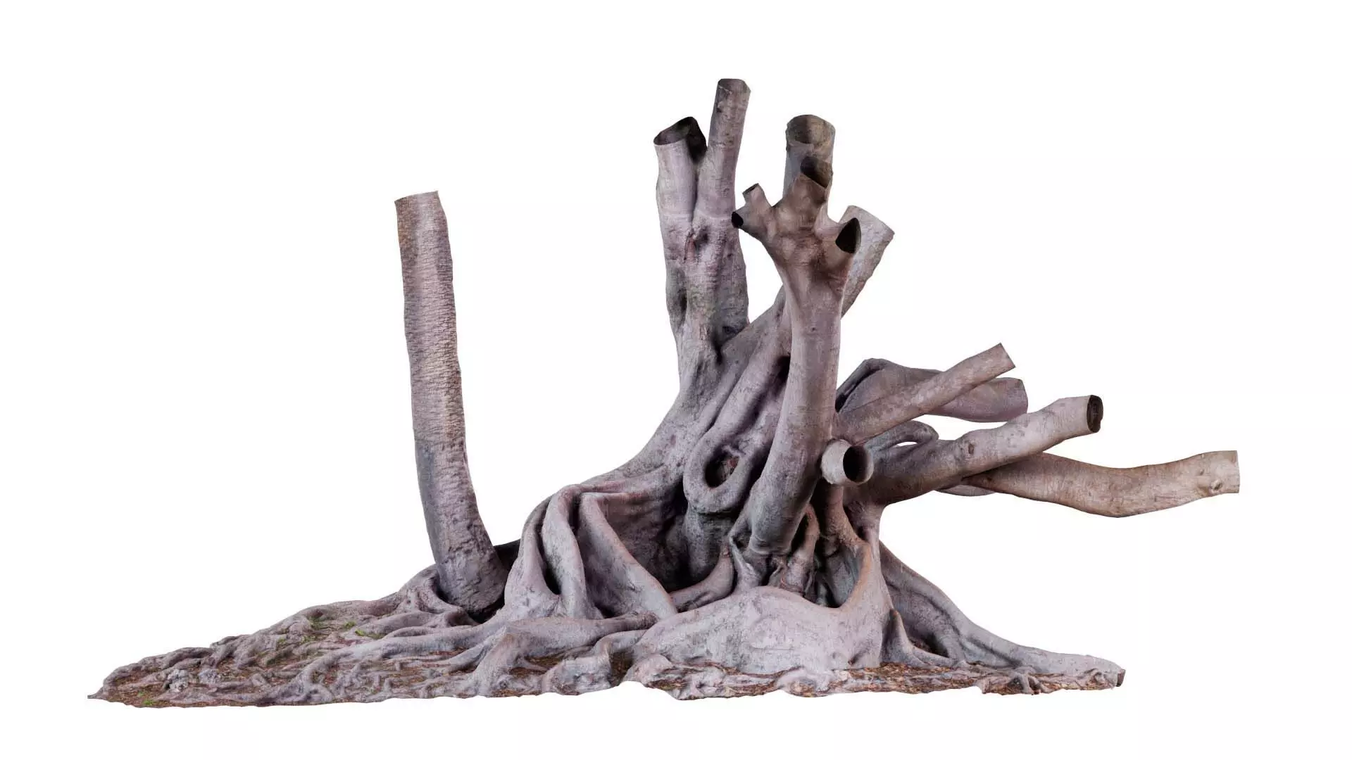 Fig Tree Trunk Low-poly 3D model_0
