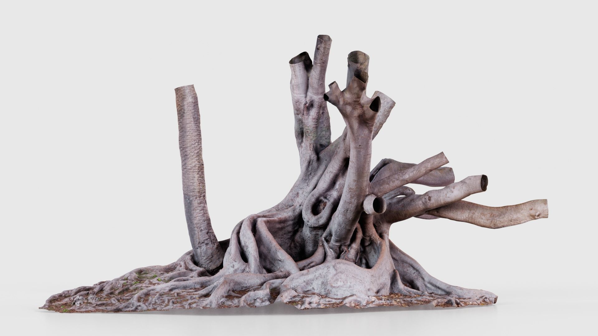 Fig Tree Trunk Low-poly 3D model_15